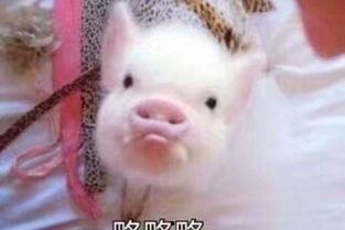 娱乐吃瓜酱猪猪,揭秘娱乐圈那些不为人知的幕后故事