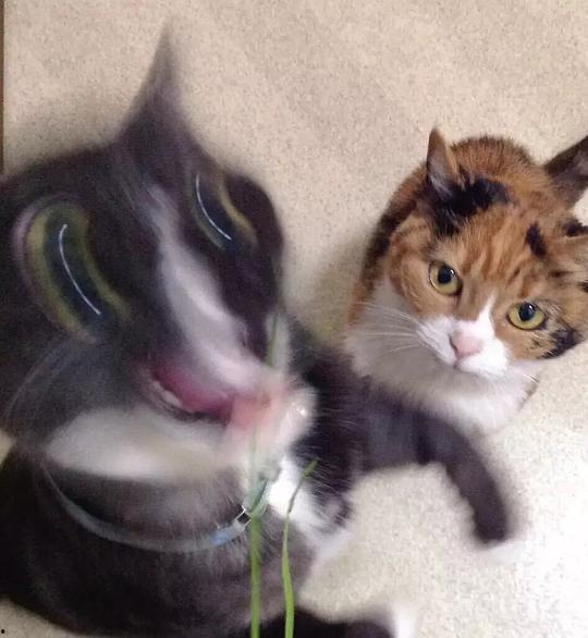 三花猫的两个老公娱乐吃瓜酱,揭秘两个老公的娱乐吃瓜日常