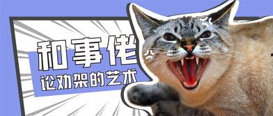 娱乐吃瓜君猫猫生日歌,萌宠欢唱，共庆猫界盛事